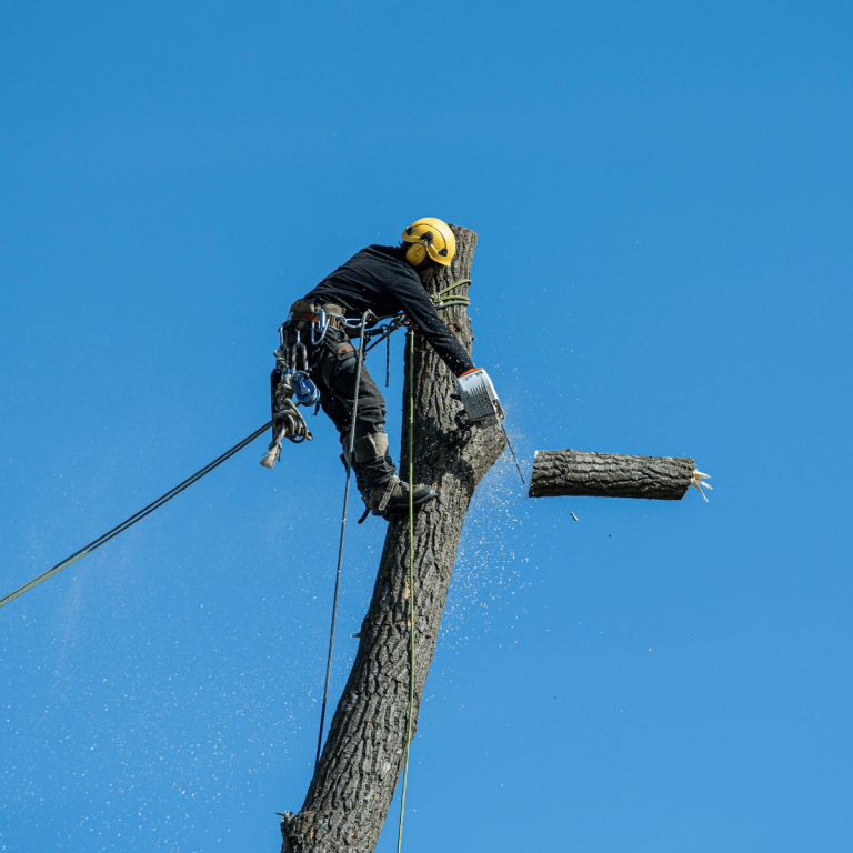 Tree service in Irvington, NJ by New Jersey Tree Professional