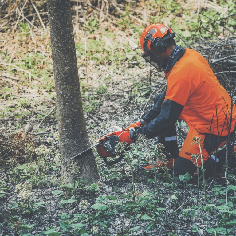 Tree service professional cutting a tree in East Orange, NJ