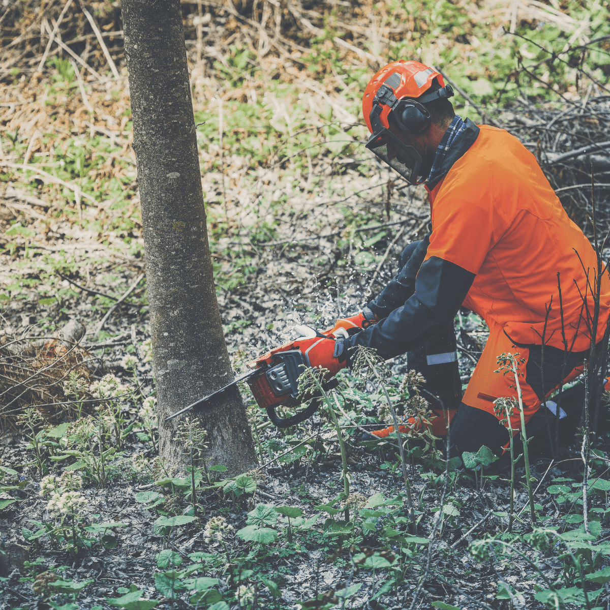Tree service professional cutting a tree in East Orange, NJ