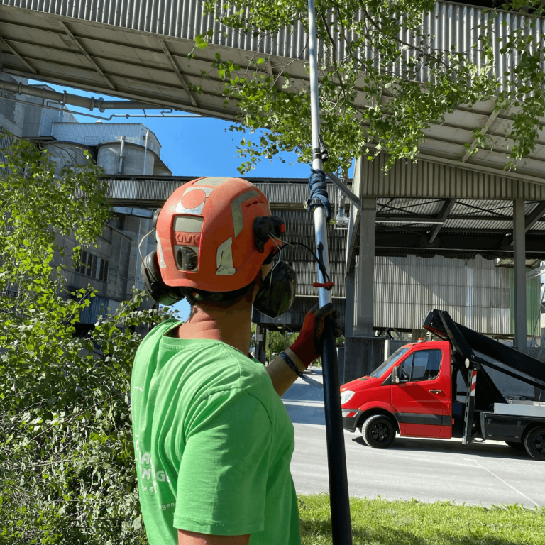 Arborist evaluating a declining tree near healthy mature trees in New Jersey