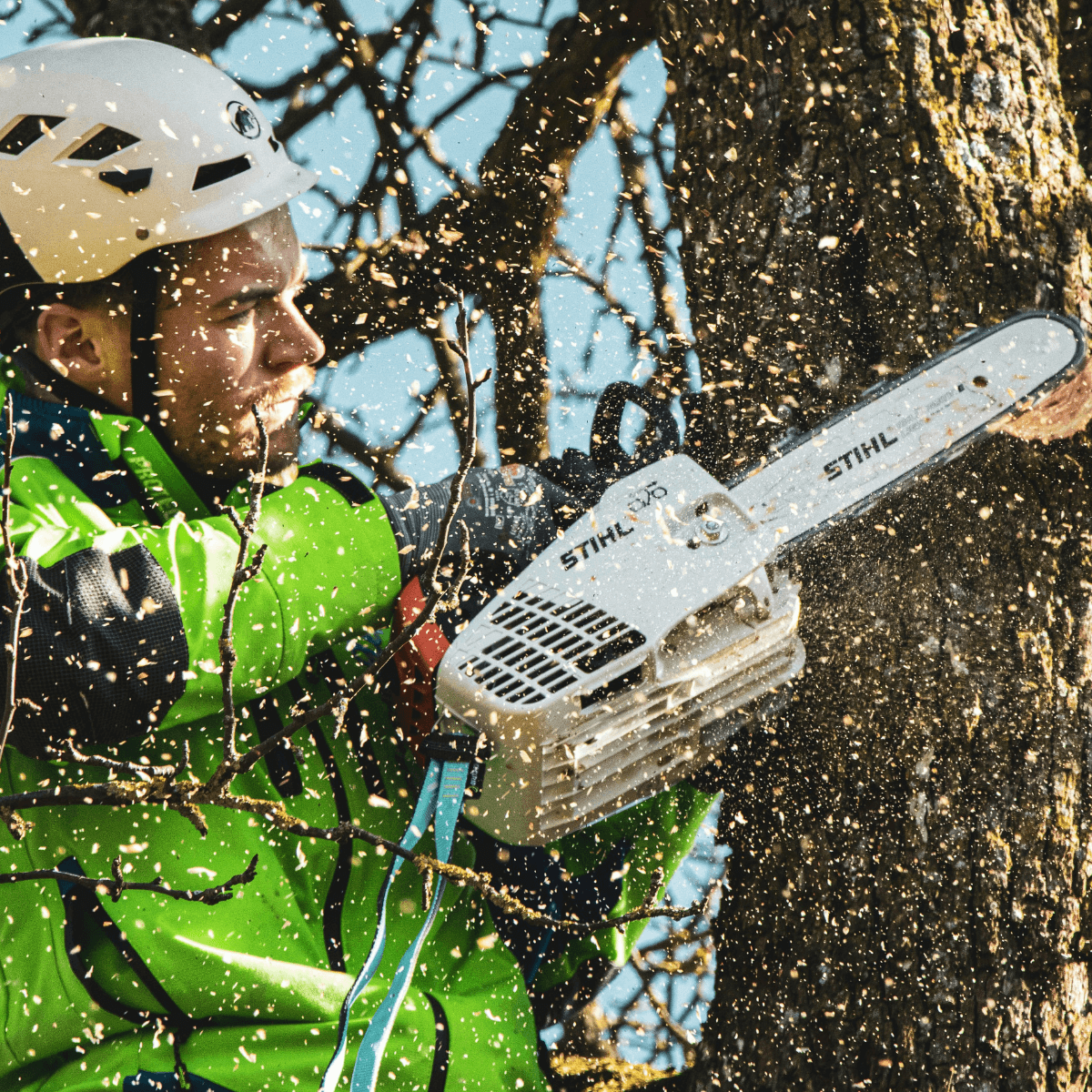 Arborist pruning weak and crowded tree branches to improve tree structure