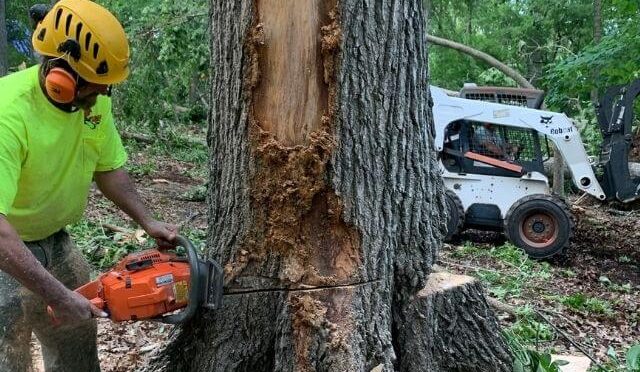 New Jersey Tree Professional crew responding to a storm-damaged tree beside a Union, NJ home