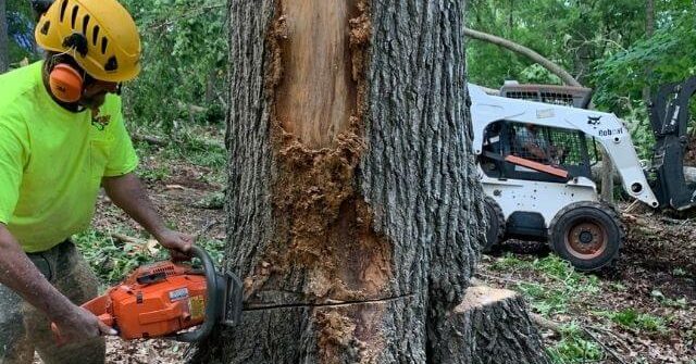 Tree Service in Morris County