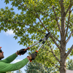 Arborist structurally pruning a young tree in a New Jersey yard