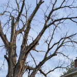 Dead tree near a residential property in Union County, NJ