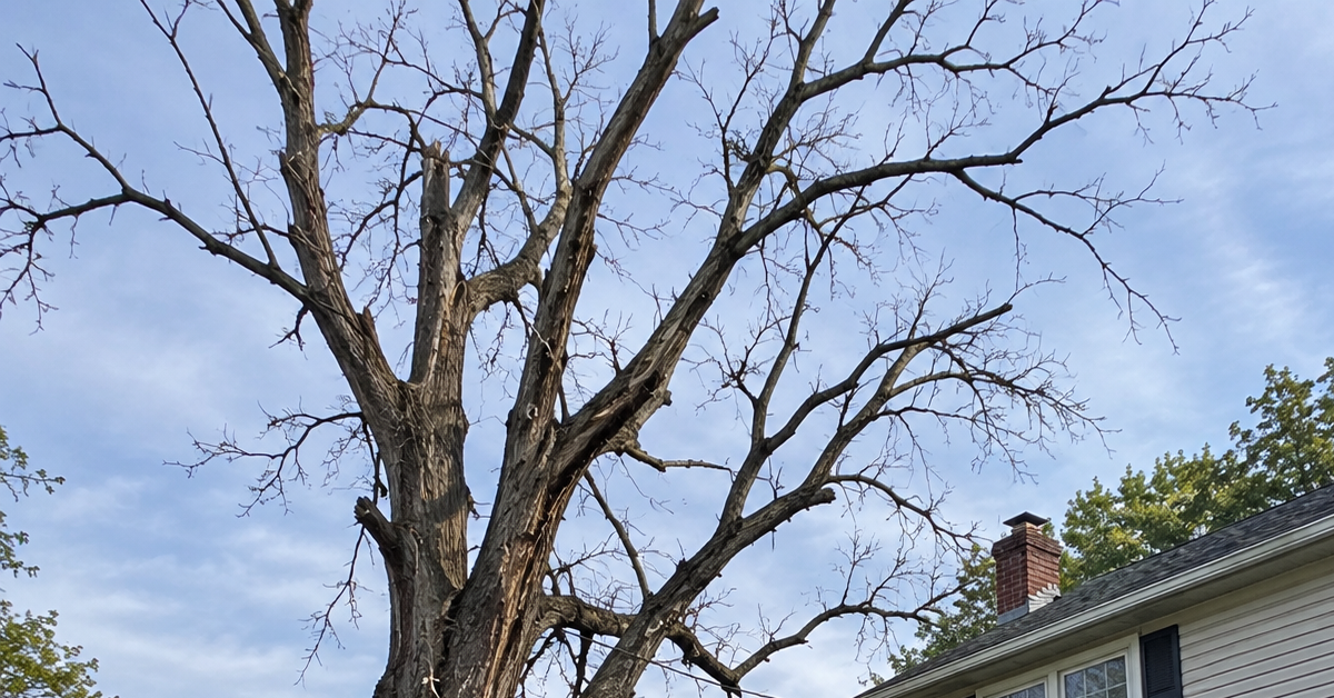 Dead tree near a residential property in Union County, NJ