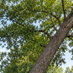 Tree with a visible lean near a New Jersey home